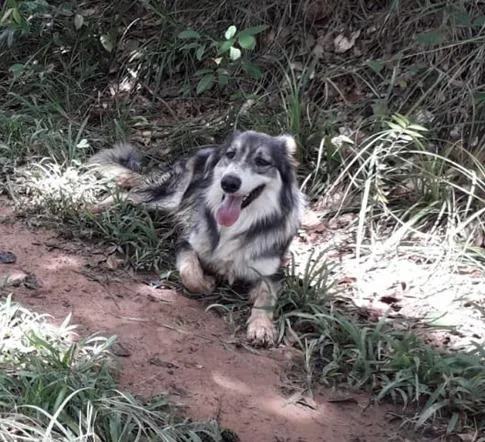 Cachorro raça Border-collie idade 6 ou mais anos nome Gris
