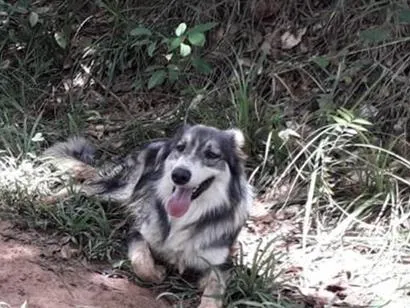 Cachorro raça Border-collie idade 6 ou mais anos nome Gris