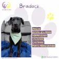 Bradoock