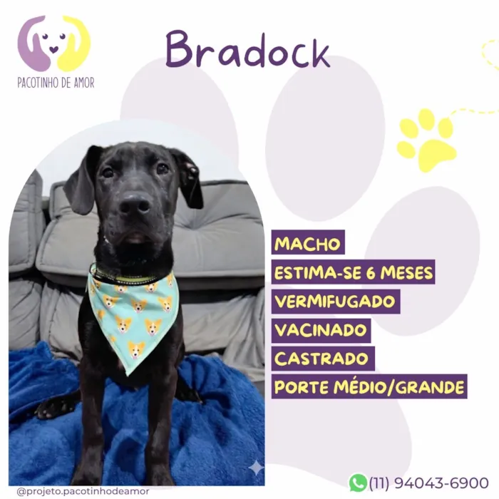 Cachorro raça SRD-ViraLata idade 7 a 11 meses nome Bradoock
