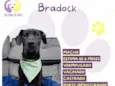 Bradoock