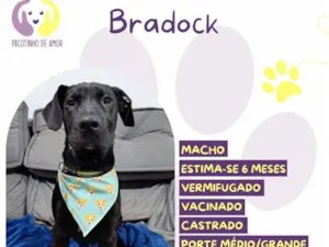 Cachorro raça SRD-ViraLata idade 7 a 11 meses nome Bradoock