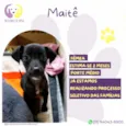 Maitê
