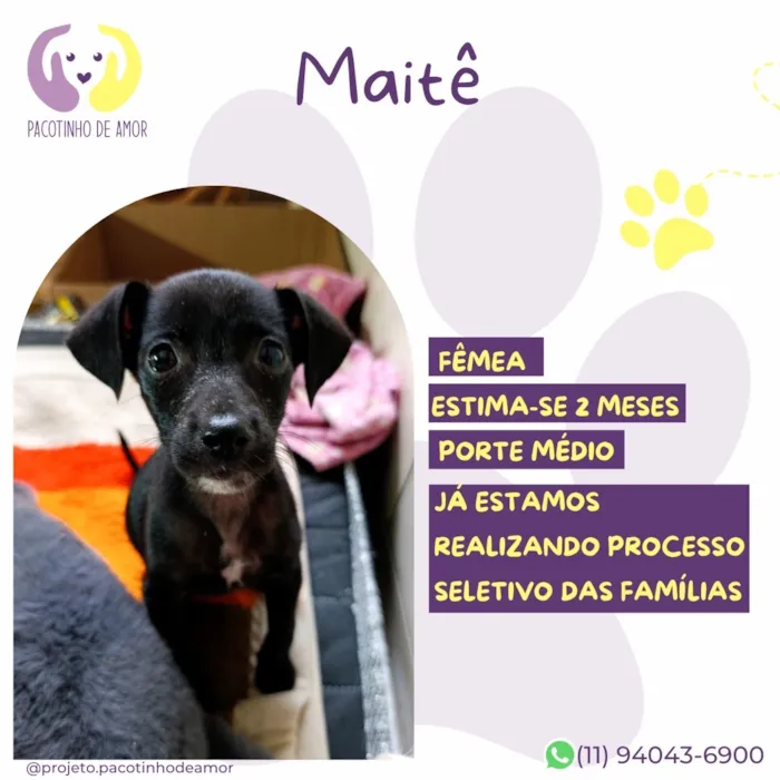Cachorro raça SRD-ViraLata idade 2 a 6 meses nome Maitê
