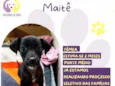 Maitê
