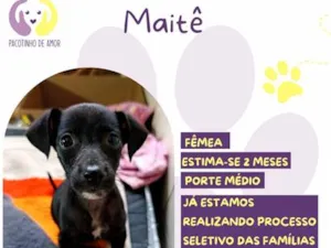 Cachorro raça SRD-ViraLata idade 2 a 6 meses nome Maitê