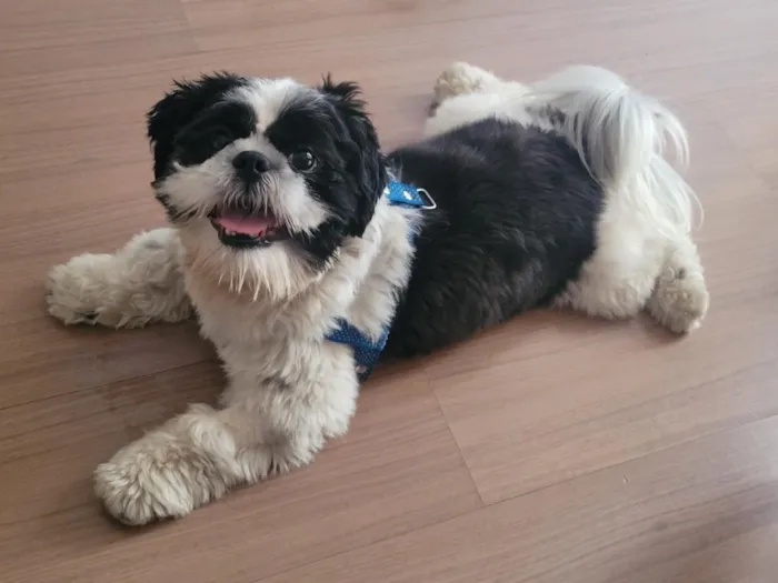 Cachorro raça Shitzu idade 3 anos nome Pix