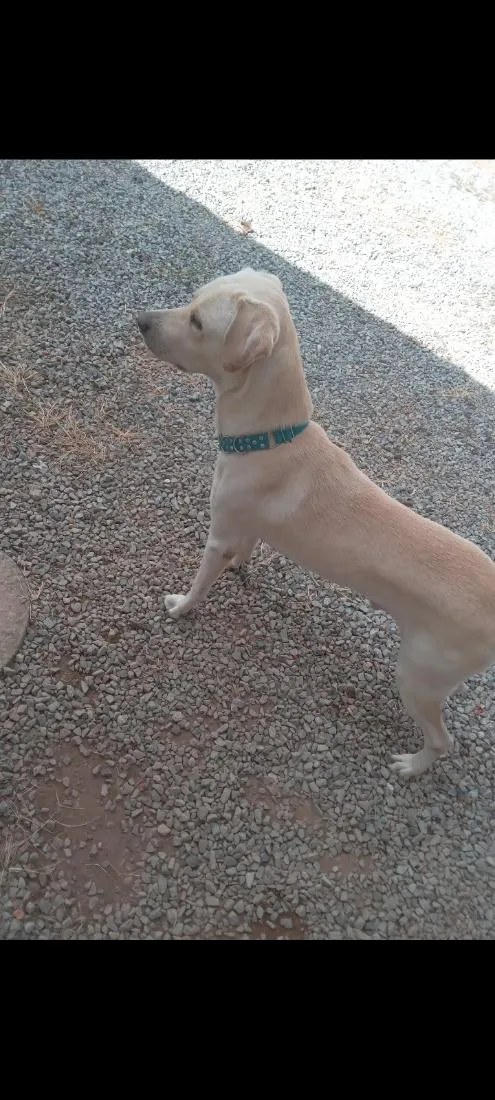 Cachorro raça SRD-ViraLata idade 1 ano nome bores