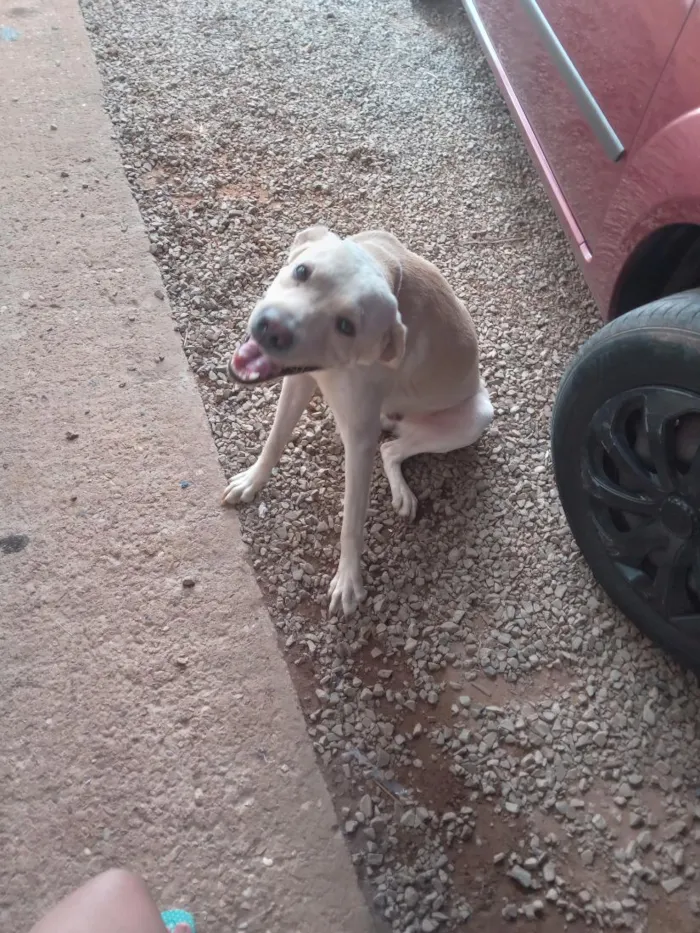 Cachorro raça SRD-ViraLata idade 1 ano nome bores