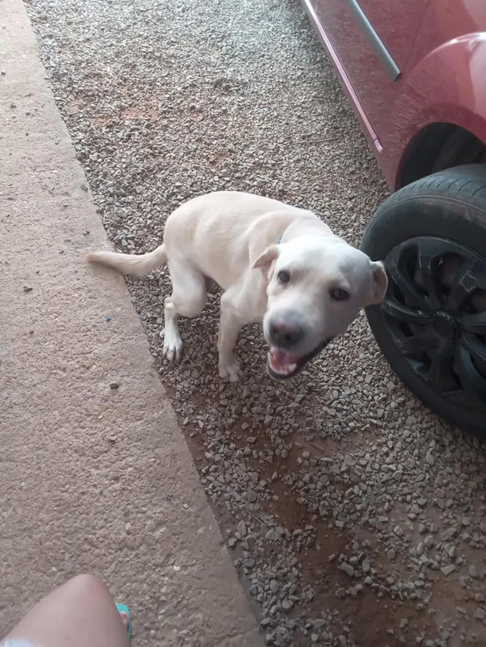 Cachorro raça SRD-ViraLata idade 1 ano nome bores