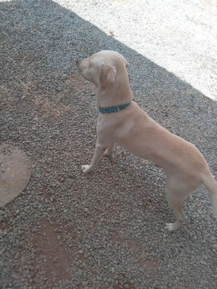 Cachorro raça SRD-ViraLata idade 1 ano nome bores
