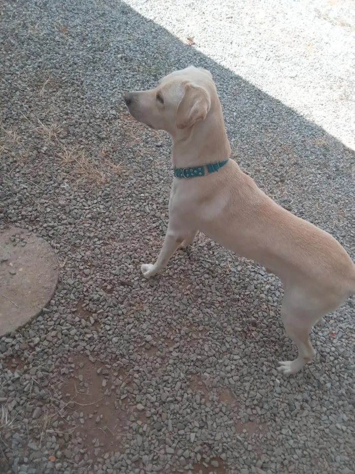 Cachorro raça SRD-ViraLata idade 1 ano nome bores