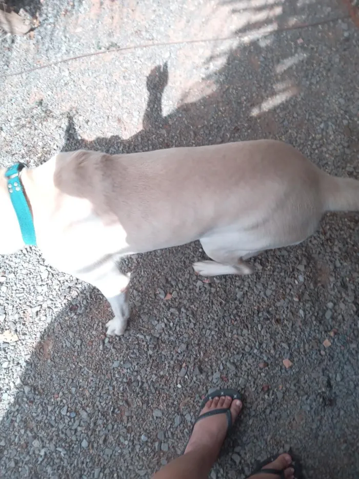 Cachorro raça SRD-ViraLata idade 1 ano nome bores