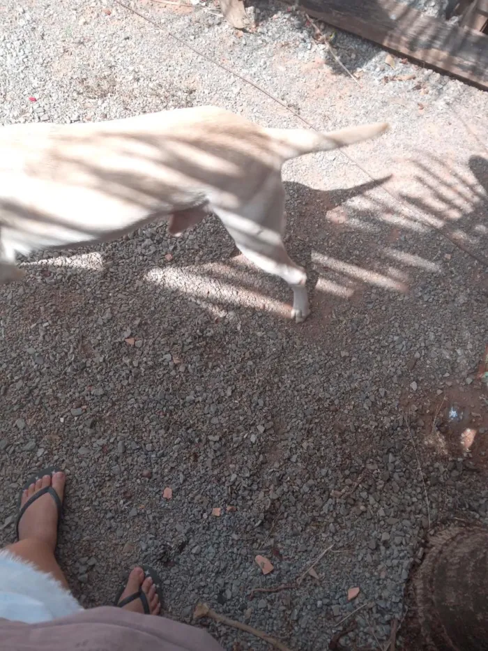 Cachorro raça SRD-ViraLata idade 1 ano nome bores