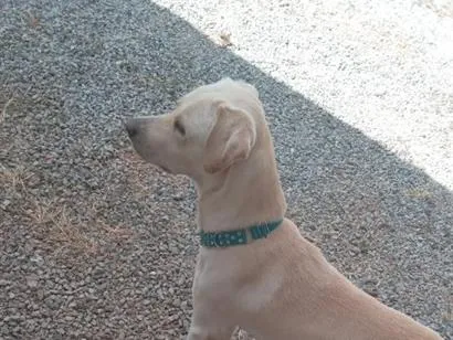 Cachorro raça SRD-ViraLata idade 1 ano nome bores