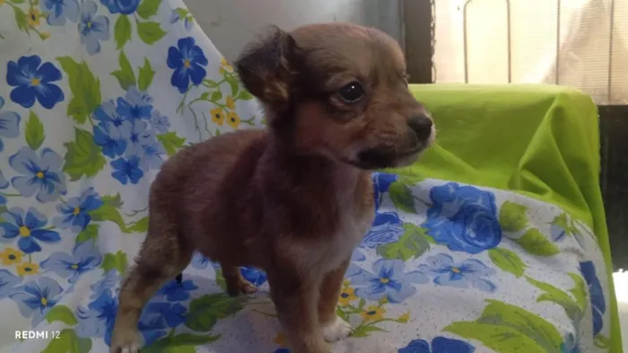 Cachorro raça SRD-ViraLata idade 2 a 6 meses nome sem nome eles