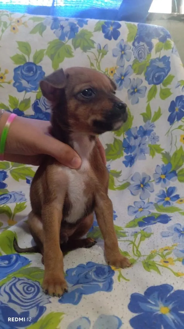 Cachorro raça SRD-ViraLata idade 2 a 6 meses nome sem nome eles