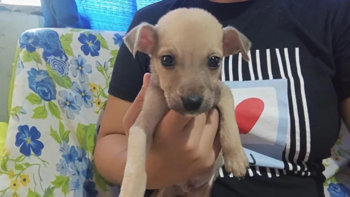 Cachorro raça SRD-ViraLata idade 2 a 6 meses nome sem nome eles