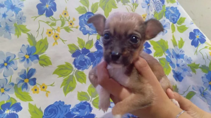 Cachorro raça SRD-ViraLata idade 2 a 6 meses nome sem nome eles