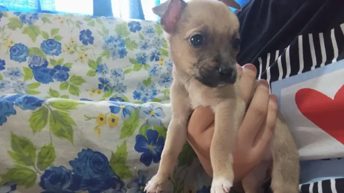 Cachorro raça SRD-ViraLata idade 2 a 6 meses nome sem nome eles