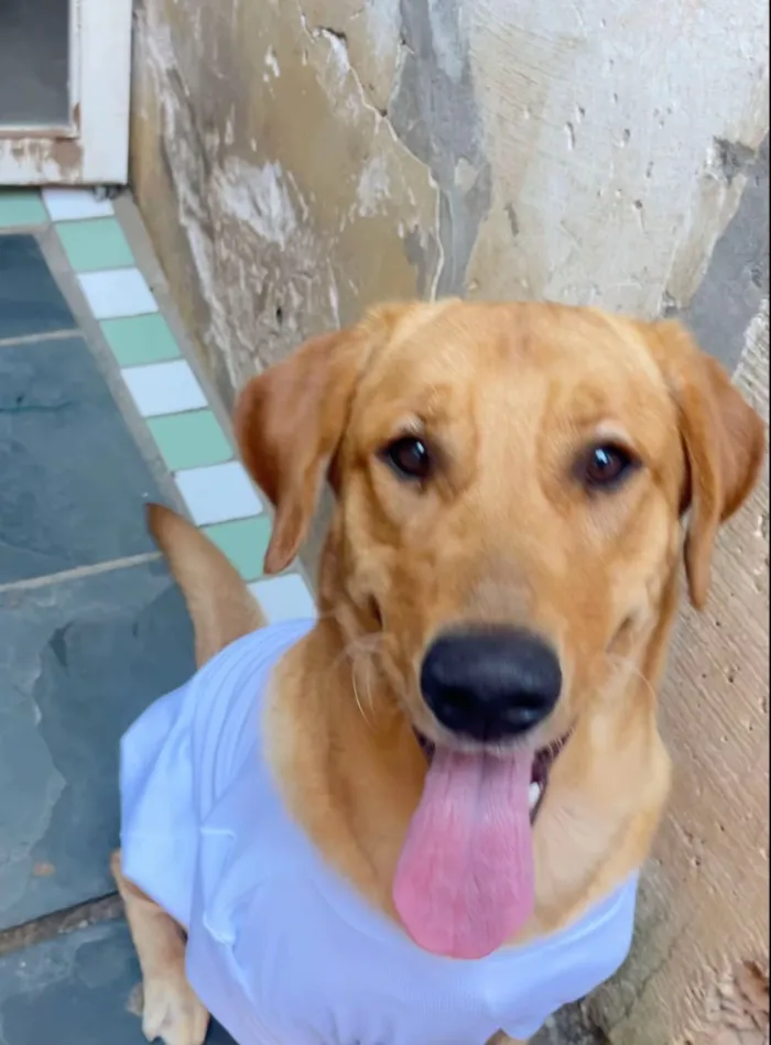 Cachorro raça SRD-ViraLata idade 2 anos nome Simba 
