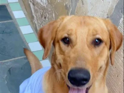 Cachorro raça SRD-ViraLata idade 2 anos nome Simba 