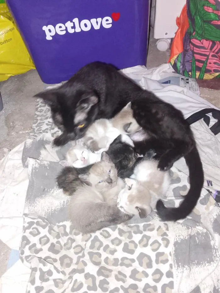 Gato raça SRD-ViraLata idade 2 a 6 meses nome pérola 