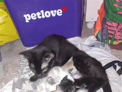 Gato raça SRD-ViraLata idade 2 a 6 meses nome pérola 