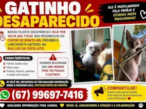 Gato raça Siamês idade 2 a 6 meses nome guri