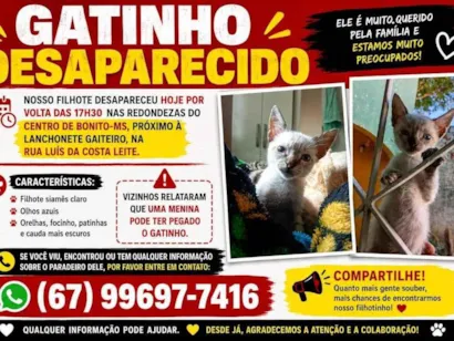 Gato raça Siamês idade 2 a 6 meses nome guri