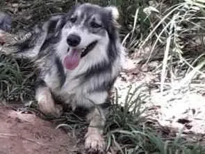 Cachorro raça Border-collie idade 6 ou mais anos nome Gris
