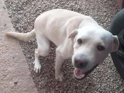 Cachorro raça SRD-ViraLata idade 1 ano nome bores