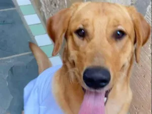 Cachorro raça SRD-ViraLata idade 2 anos nome Simba 