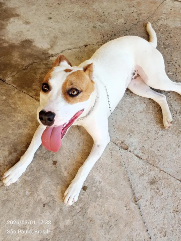 Cachorro raça SRD-ViraLata idade 1 ano nome Mel