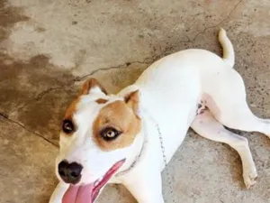 Cachorro raça SRD-ViraLata idade 1 ano nome Mel