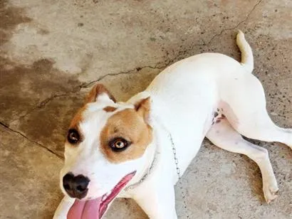Cachorro raça SRD-ViraLata idade 1 ano nome Mel