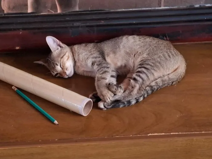 Gato raça SRD-ViraLata idade 2 a 6 meses nome Pitoco