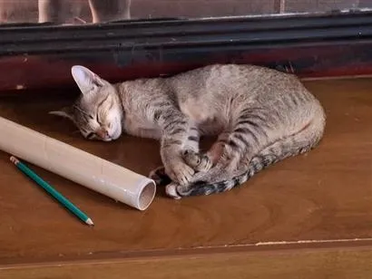 Gato raça SRD-ViraLata idade 2 a 6 meses nome Pitoco