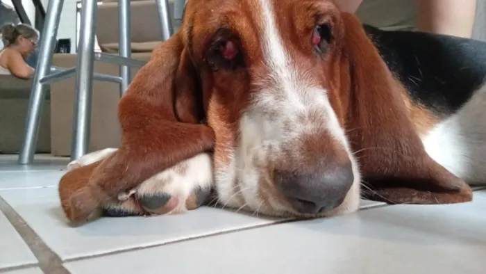 Cachorro raça Basset-Cofap idade 2 anos nome sansao