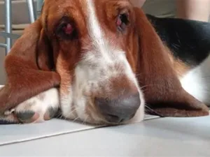 Cachorro raça Basset-Cofap idade 2 anos nome sansao