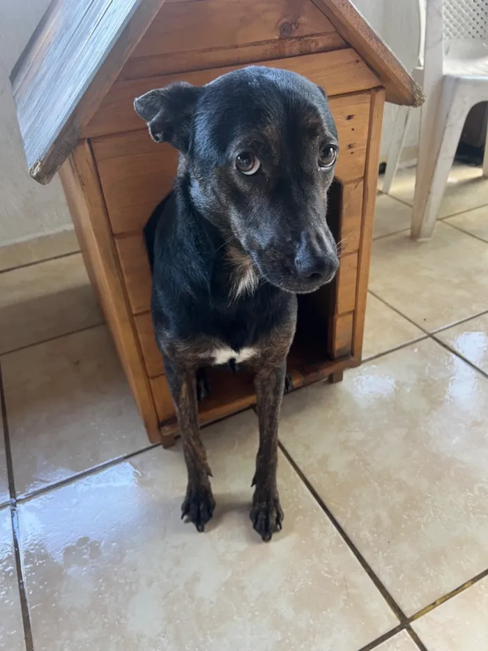 Cachorro raça SRD-ViraLata idade 2 a 6 meses nome Pretão