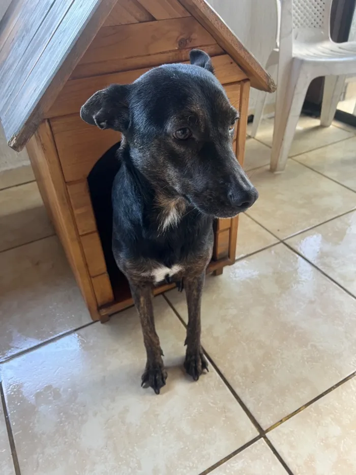 Cachorro raça SRD-ViraLata idade 2 a 6 meses nome Pretão