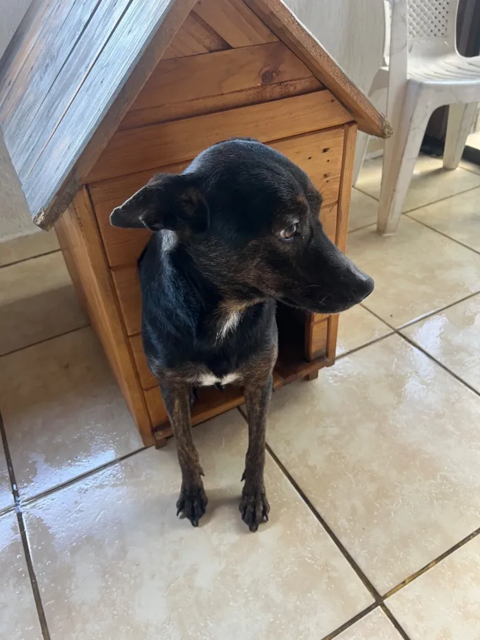 Cachorro raça SRD-ViraLata idade 2 a 6 meses nome Pretão