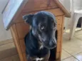 Pretão