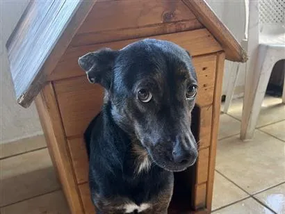 Cachorro raça SRD-ViraLata idade 2 a 6 meses nome Pretão
