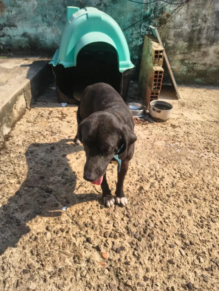 Cachorro raça SRD-ViraLata idade 1 ano nome sanção 