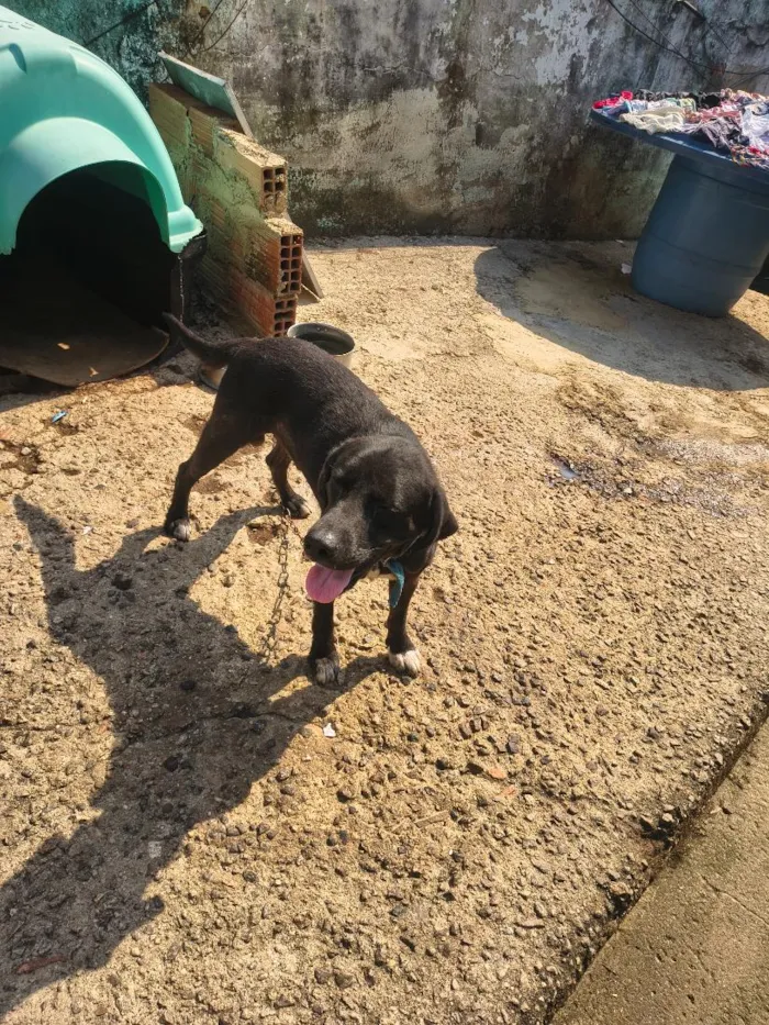Cachorro raça SRD-ViraLata idade 1 ano nome sanção 