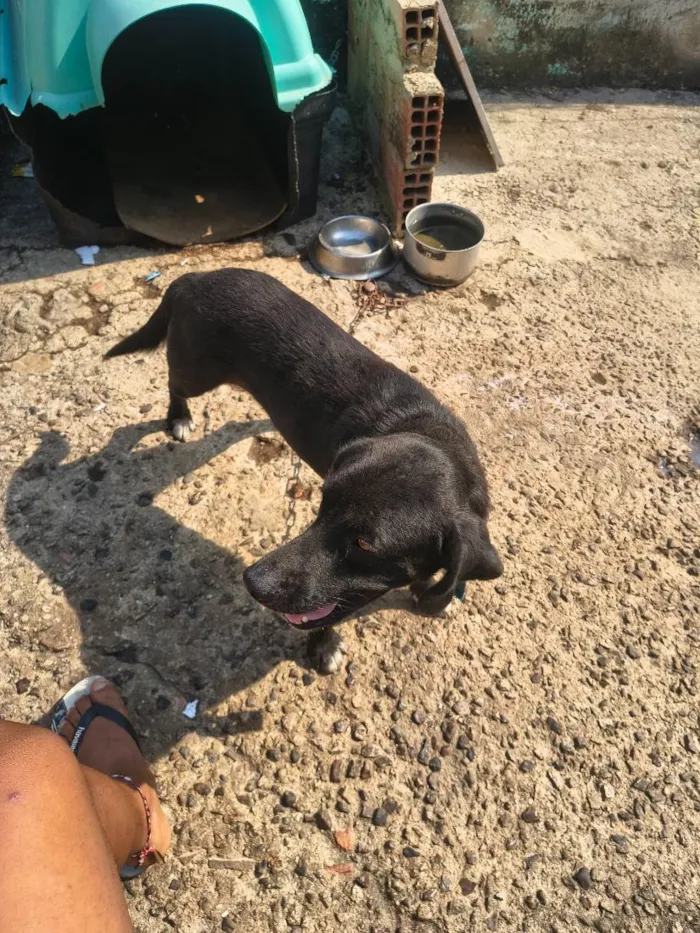 Cachorro raça SRD-ViraLata idade 1 ano nome sanção 