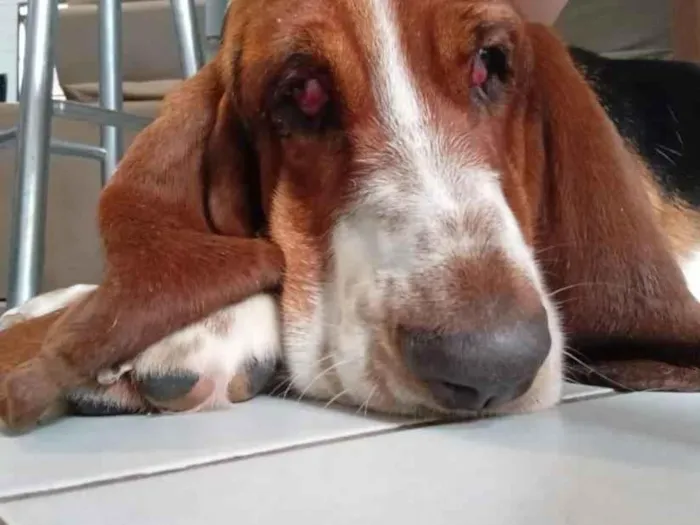 Cachorro raça Basset-Cofap idade 2 anos nome sansao