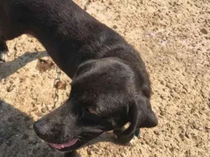 Cachorro raça SRD-ViraLata idade 1 ano nome sanção 